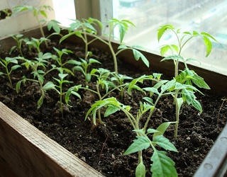 Для вирощування надранньої розсади насіння томатів сіють у лютому-березні